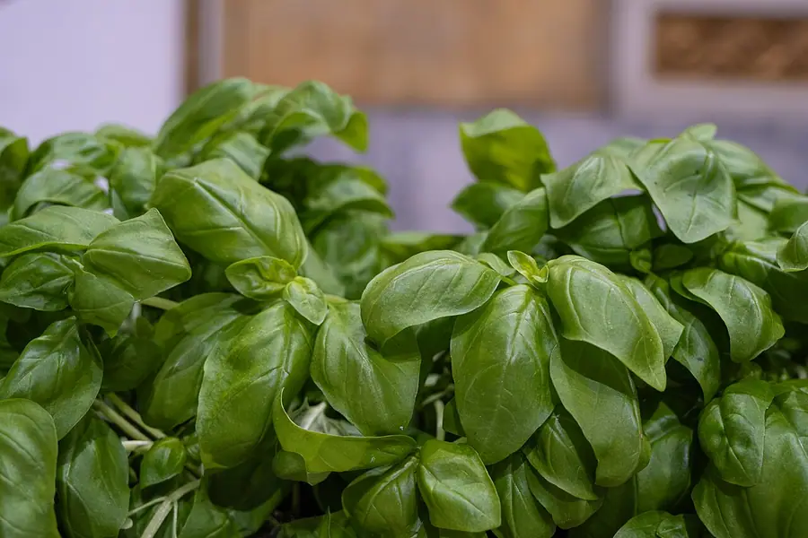 Il Genovese
